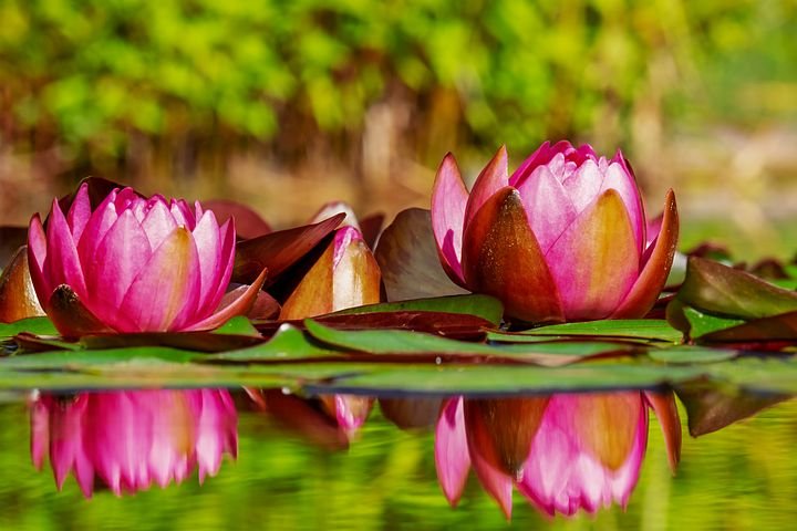 water-lilies-3491870__480.jpg