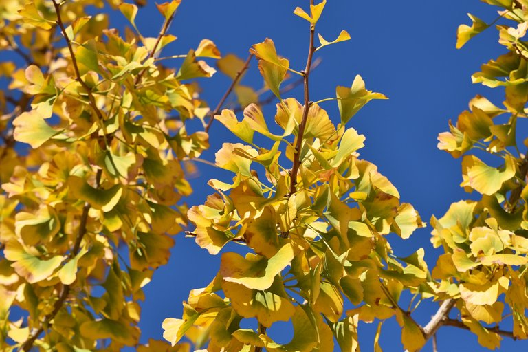 ginkgo yellow leaves.jpg