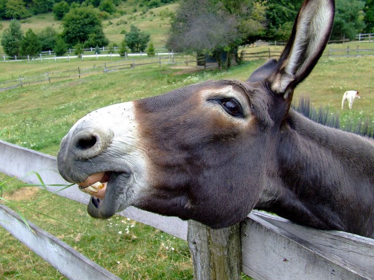 animal-close-up-donkey-70369.jpg