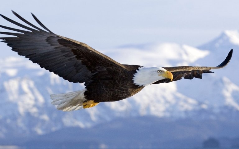 Flying_Eagle_in_Sky_HD_Wallpaper.jpg