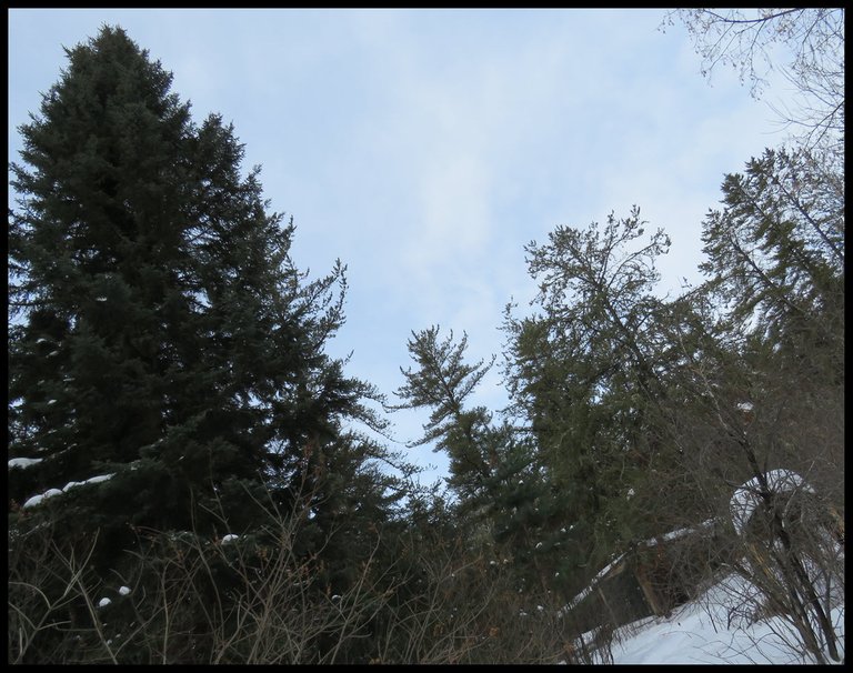 evergreens at head of lane with shed connected to run and arch.JPG