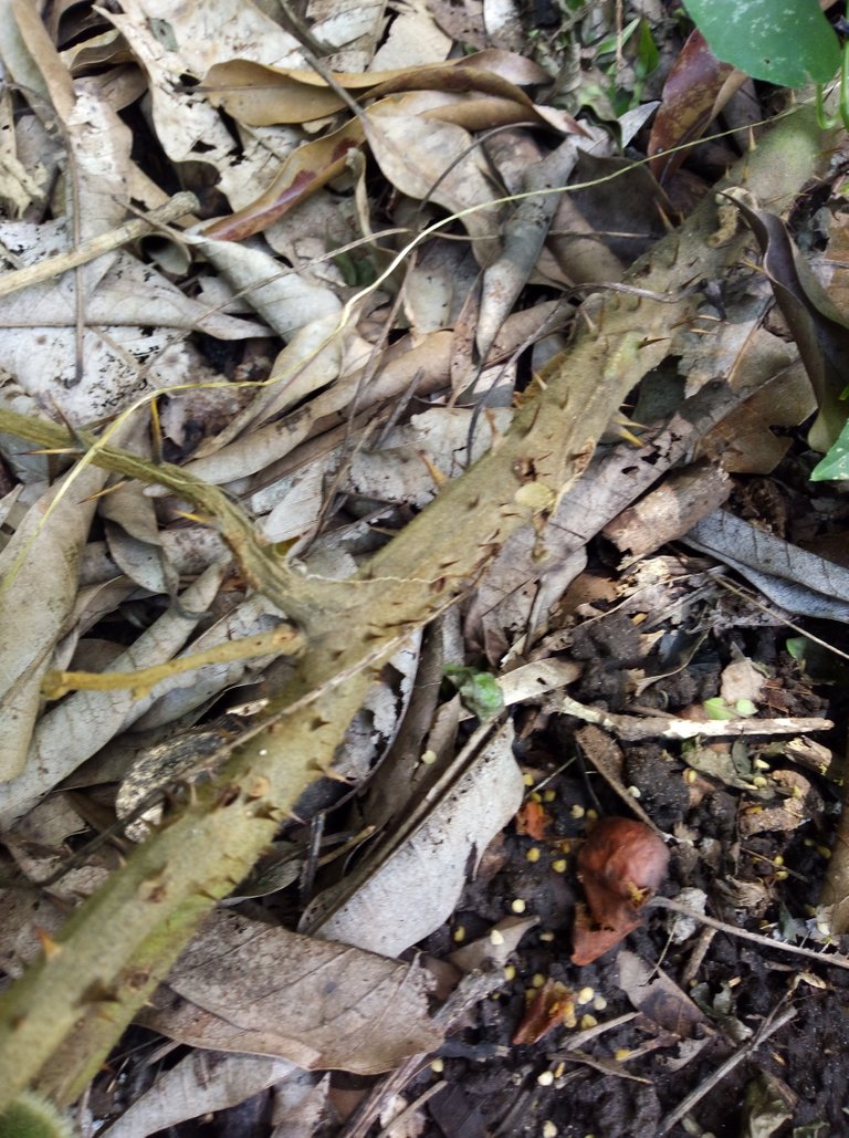 IMAG0014.jpg