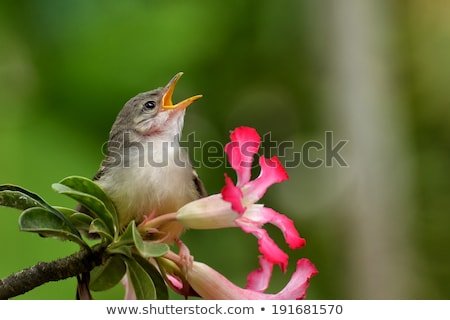 bar-winged-prunia-singing-bird-450w-191681570.jpg