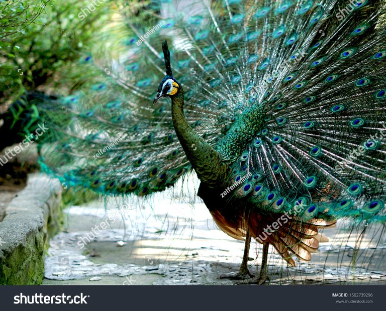 stock-photo-september-pavo-muticus-green-peacock-at-gembira-loka-zoo-yogyakarta-indonesia-1502739296.jpg