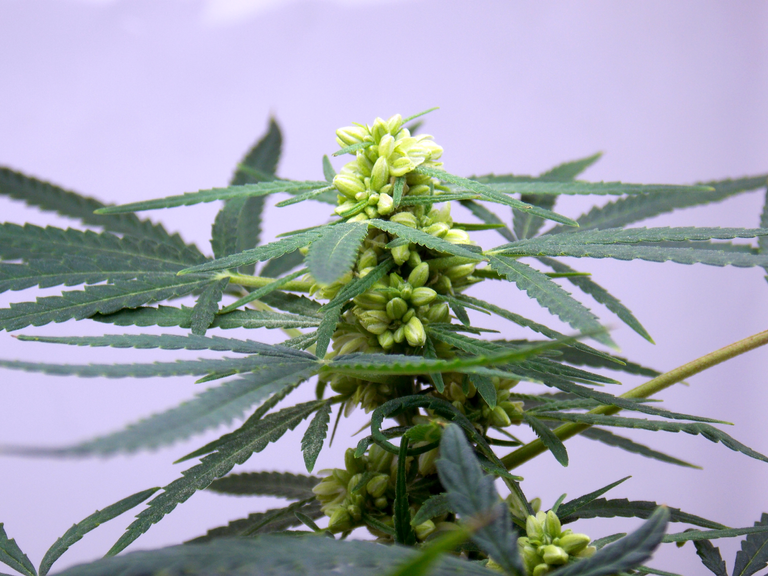 Fully Reversed Early Dane female plant, for making feminized seeds of CBD rich strains