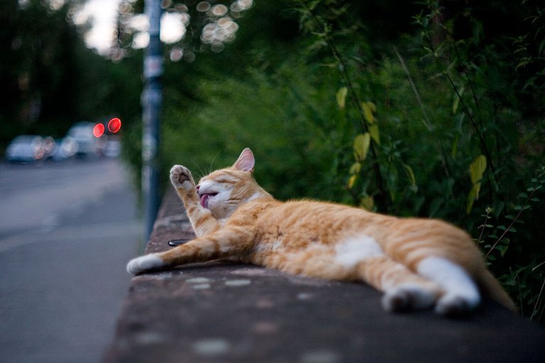 random red cat grooming on wall on a wednesday for caturday by fraenk