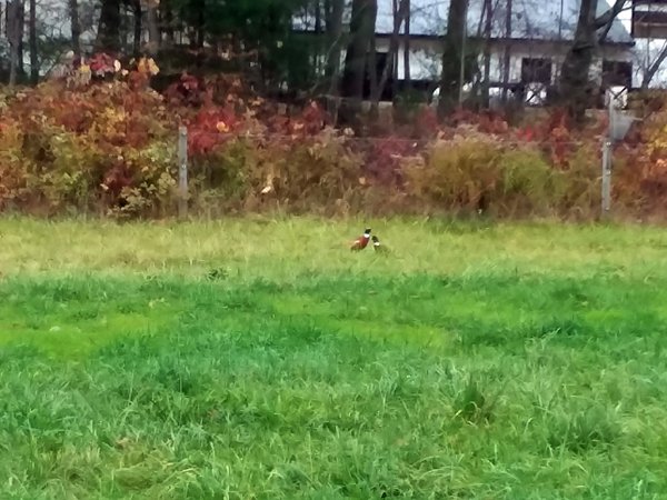 Pheasants in front pasture1 crop October 2019.jpg