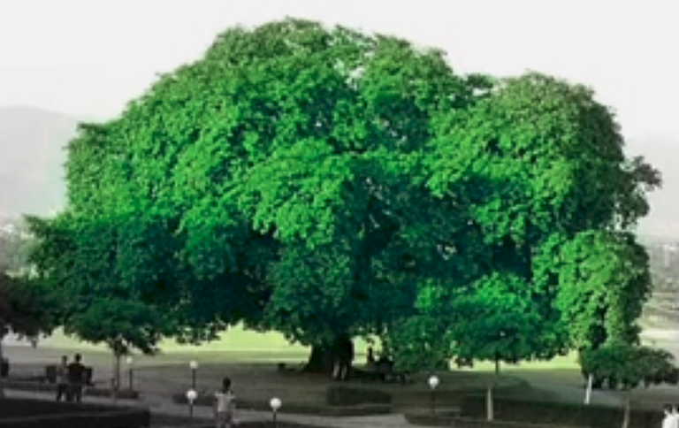 Green tree.png