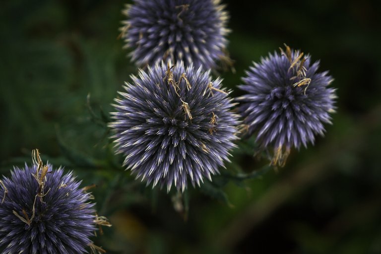 flowers blue 4.jpg