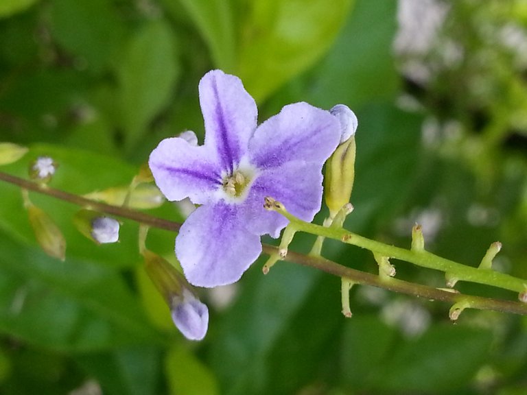 flower4.jpg