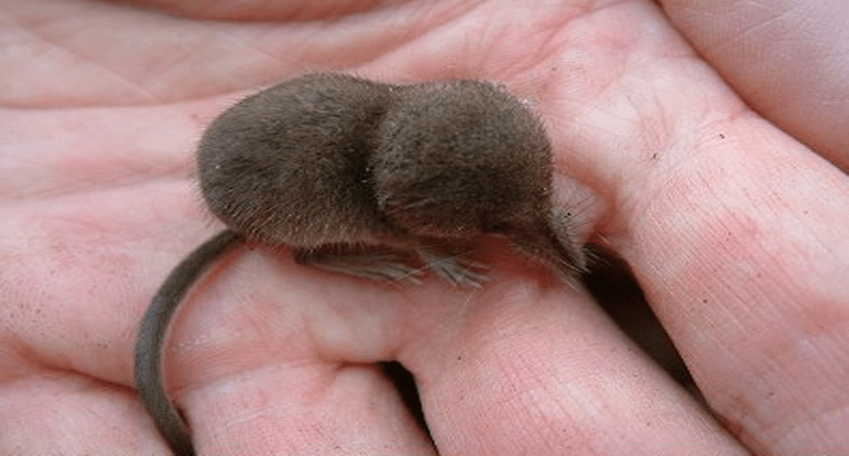 pygmy shrew.png