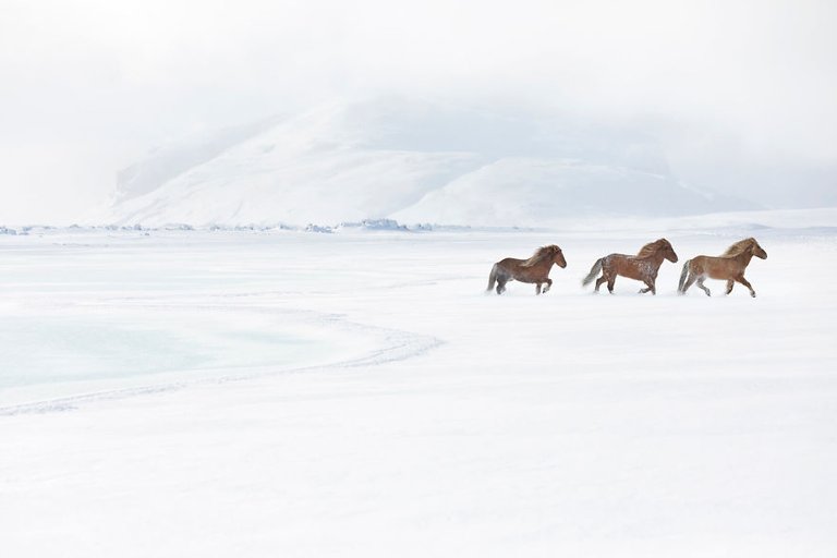 animal-photography-icelandic-horses-in-the-realm-of-legends-drew-doggett-1-5b5afbce48b15__880.jpg