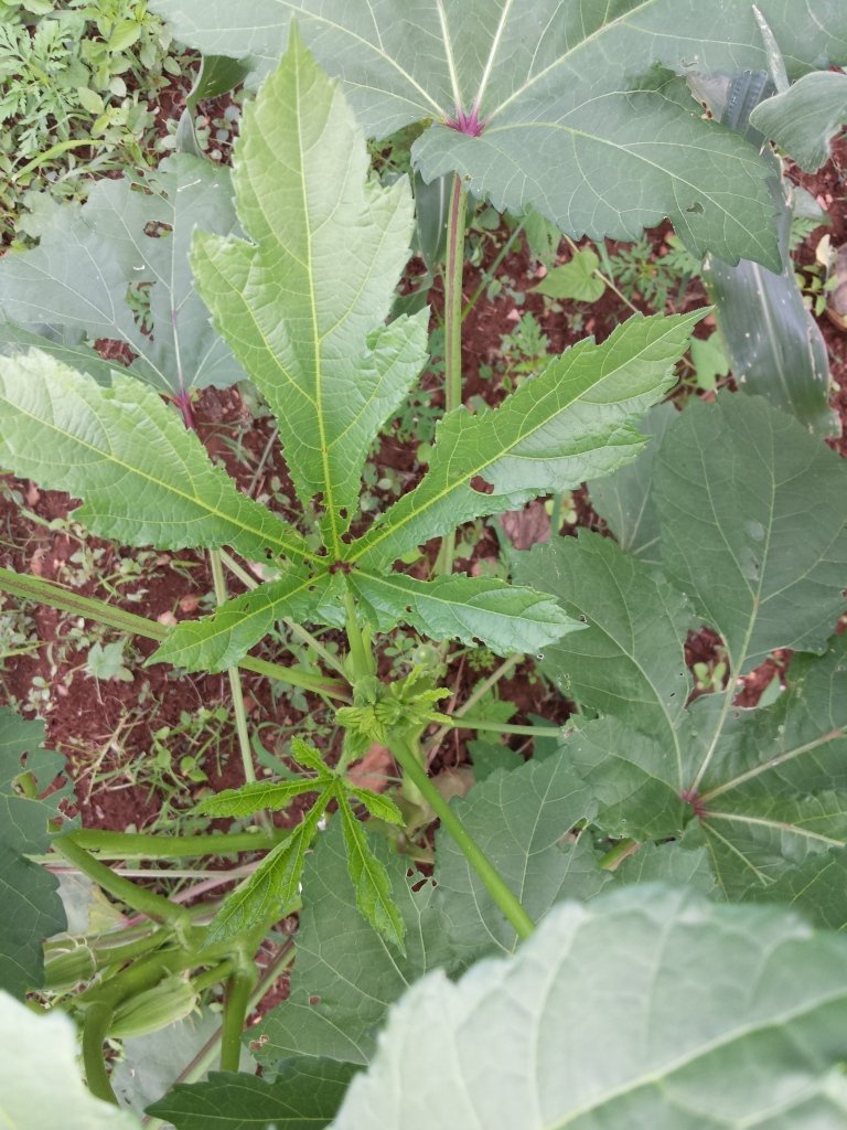 okra_leaf.jpg