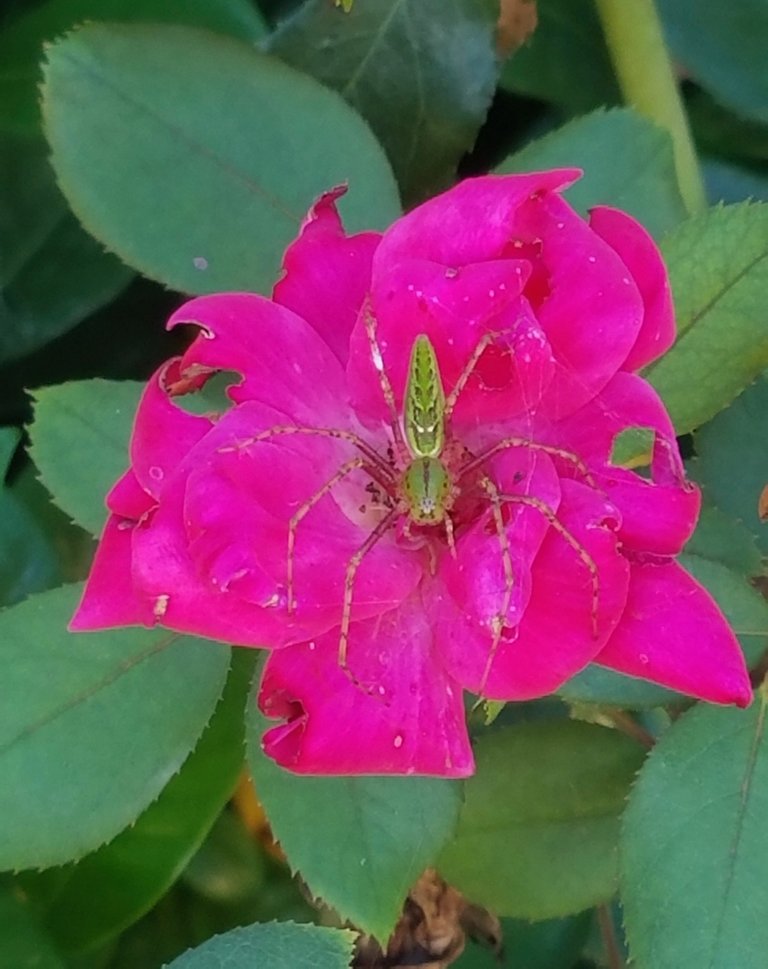 Spider on Rose 2.jpg