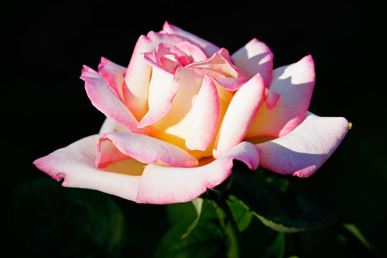 Pink_rose.jpg