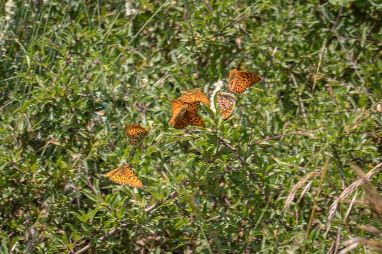 Feurige Perlmutterfalter (Argynnis adippe)_CI4A0230-BF.jpg