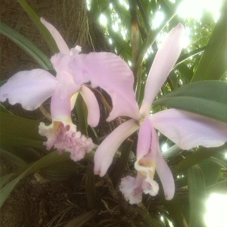 Orquídeas.jpg