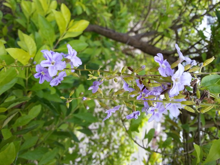 flower2.jpg