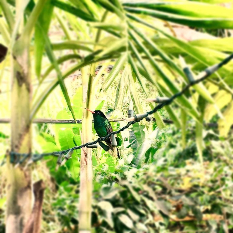 bird.jpg