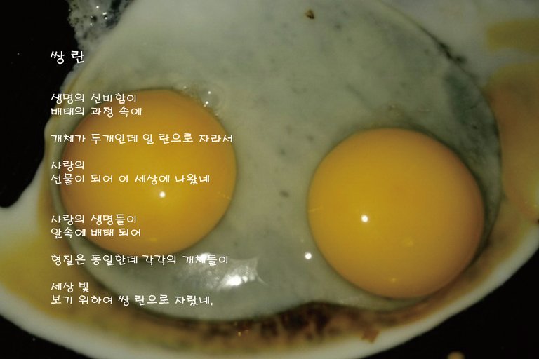 4. 쌍 란.jpg