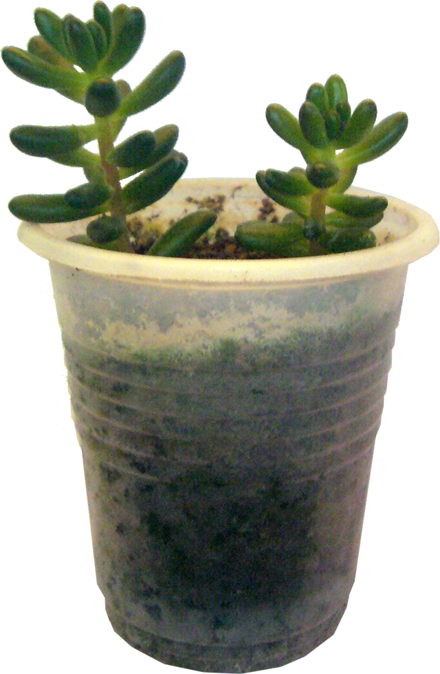 planta 3.png