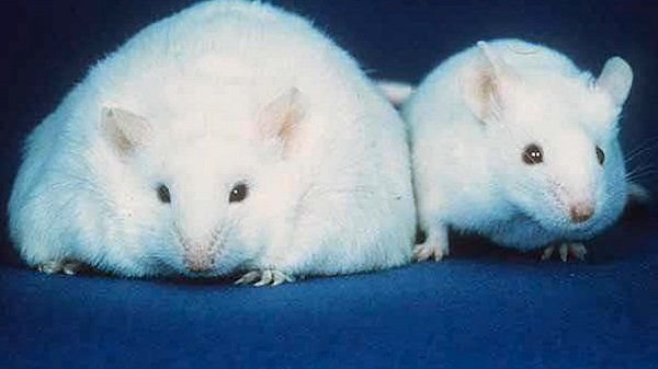 discovery-leptin-protein-mice-connection-obesity-diabetes.jpg