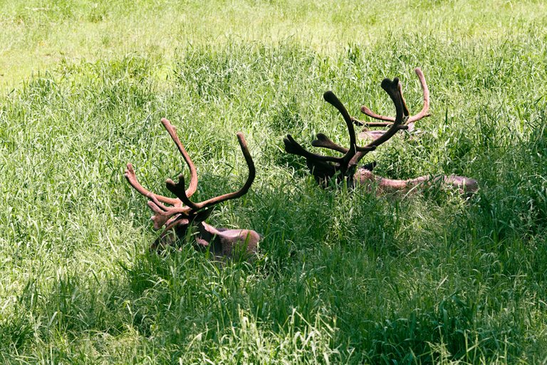 Caribou Sculpture Garden.jpg