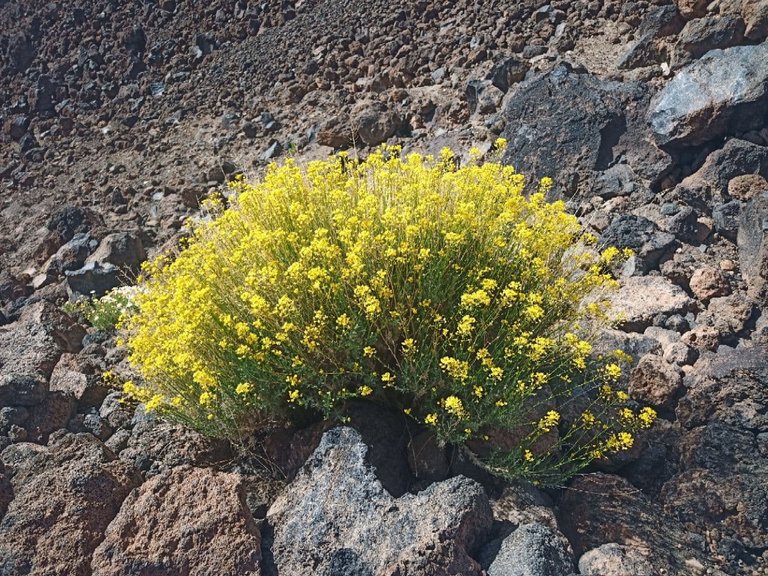 Teide 1.jpg