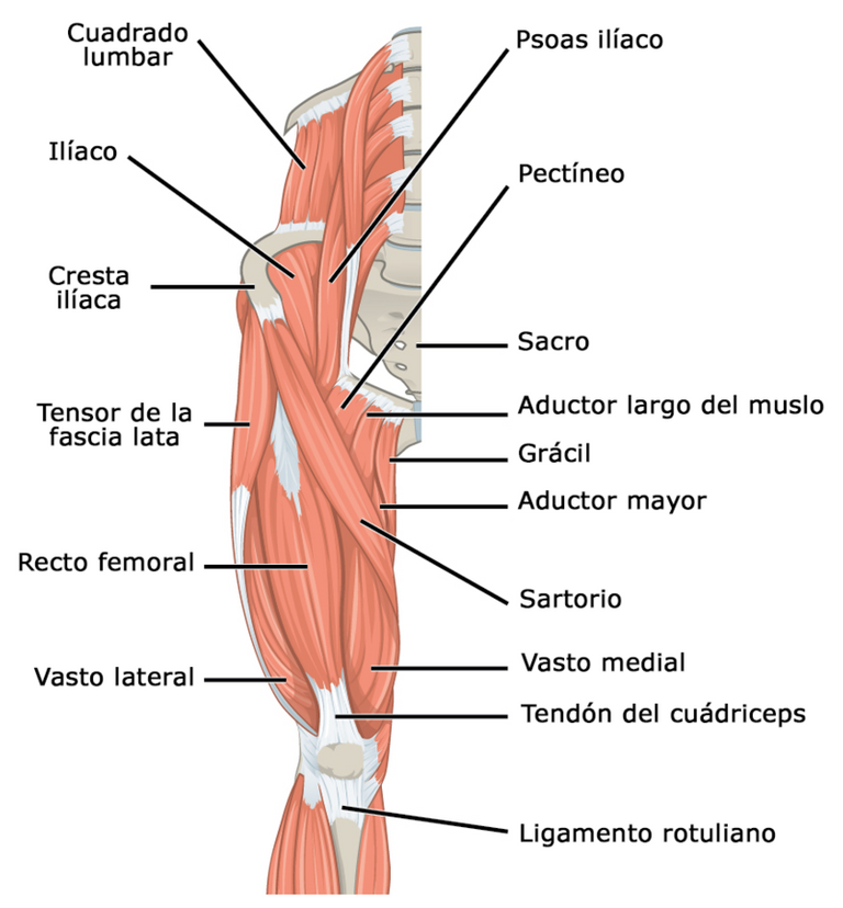 800px-1122_Gluteal_Muscles_that_Move_the_Femur_a_esp.png