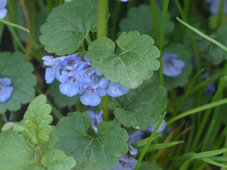 ground-ivy-116264_1920.jpg