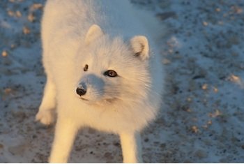 Arctic-Fox-1a-2788.jpg