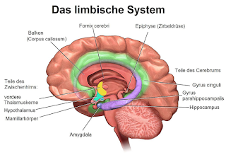 Limbisches_System (1).png