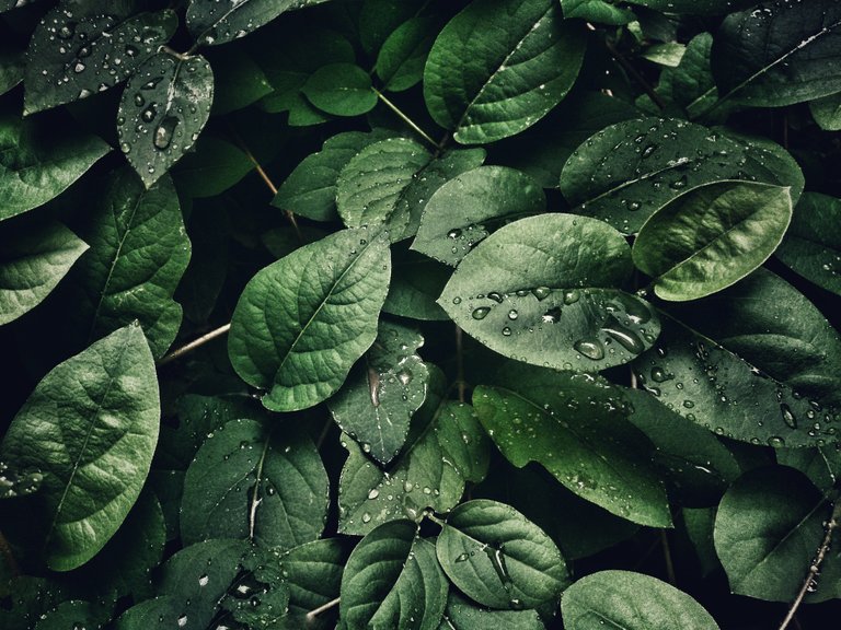 4k-wallpaper-close-up-dew-807598.jpg