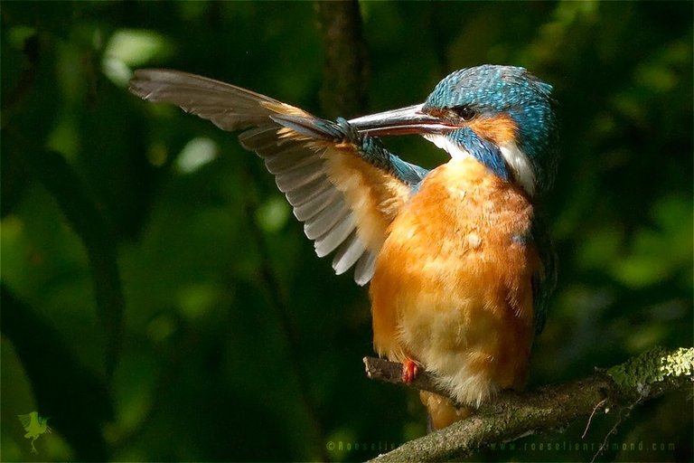 MG_5213_kingfisher_grooming.jpg