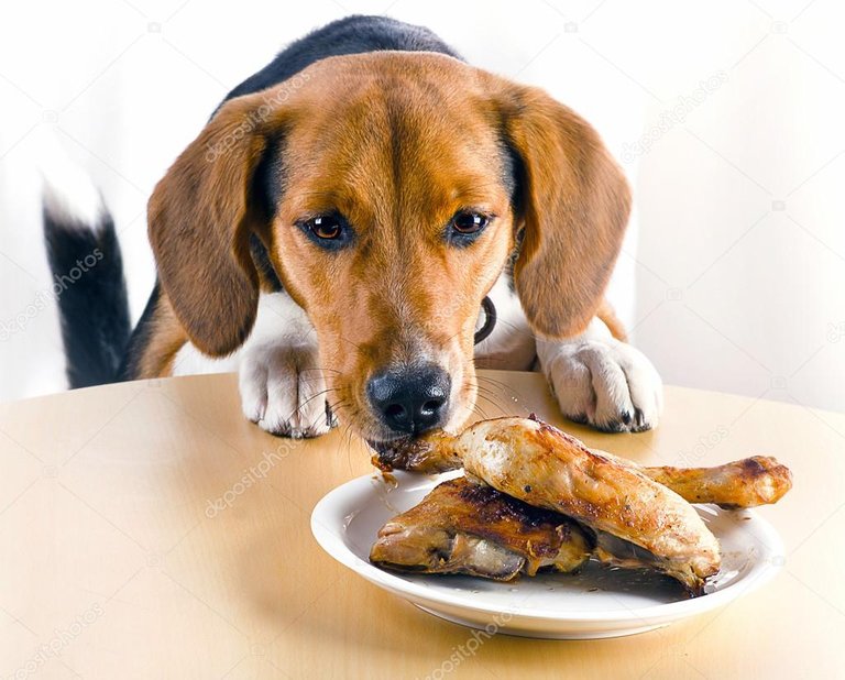 depositphotos_121073450-stock-photo-beagle-dog-eating-chicken-legs.jpg