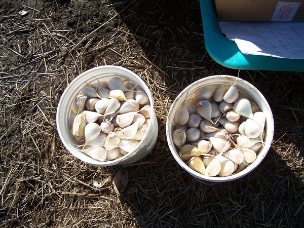 Garlic - buckets of cloves crop Oct. 2018.jpg