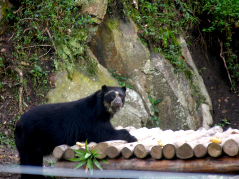 chorros de milla zoo.jpg