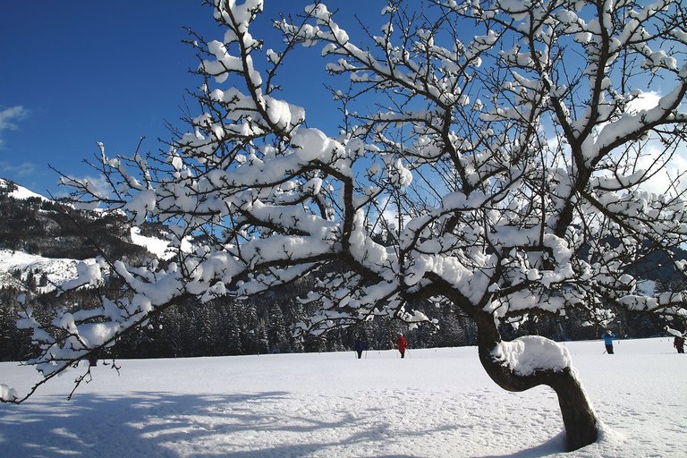 5336899792-apfelbaum-im-schnee (FILEminimizer).jpg