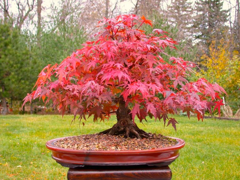 Japanese_Maple_Bonsai_idea.jpg