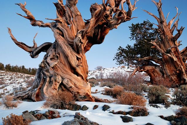 Bristlecone-Pine-Forest-Snowy.jpg.638x0_q80_crop-smart.jpg