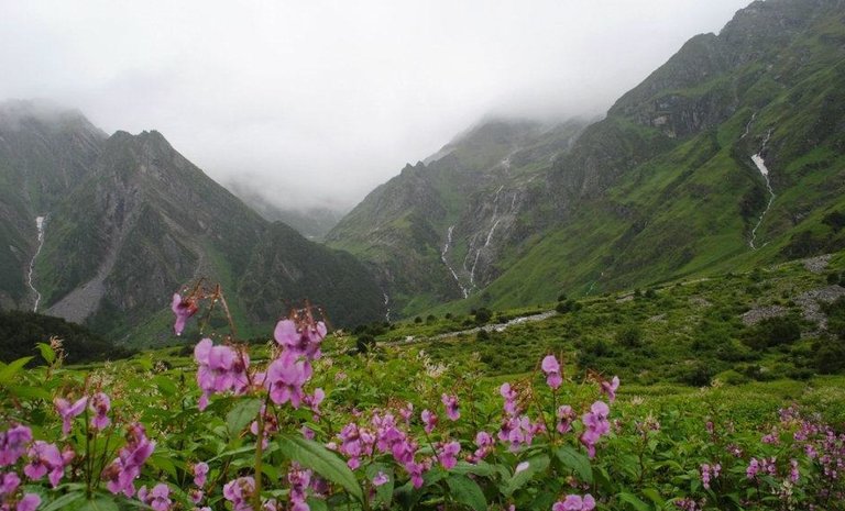 valley of flowers.jpg