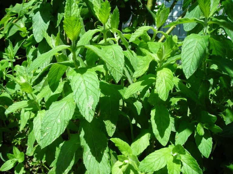 menthe-verte-marocaine-medicale1.jpg