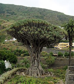 250px-Dracaena_draco.jpg