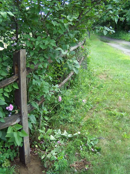 Fixing fence2 crop June 2018.jpg