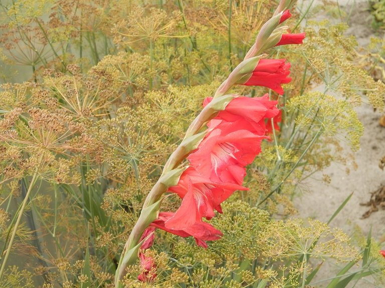 GladiolusGol.jpg