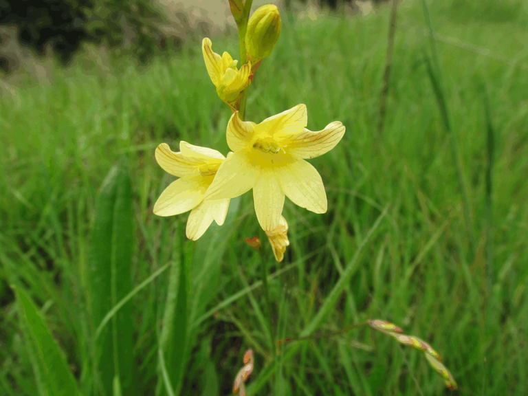 3022-Moraea alticola_African iris.png
