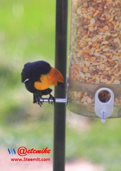 Yellow-headed Blackbird PFW59.jpg