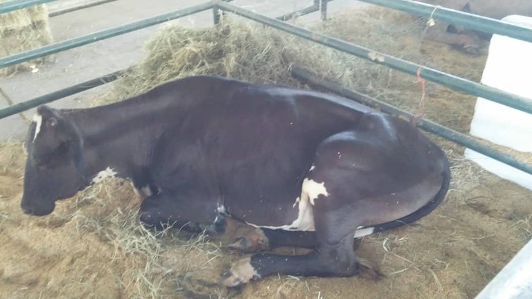 Hembra F1 (BramanhxHolstein