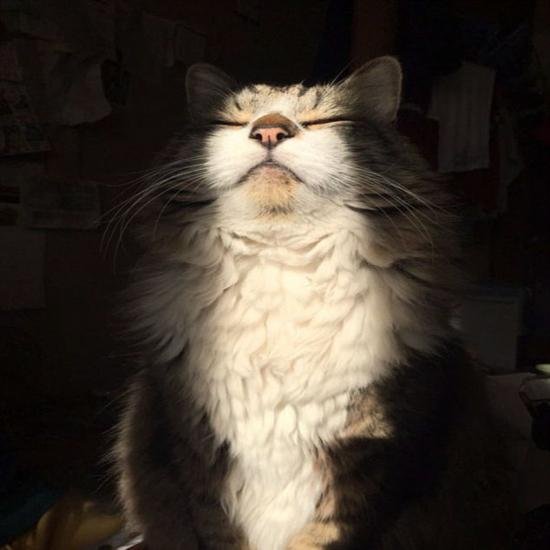 Cat With Sun Rise Blessings111.jpg