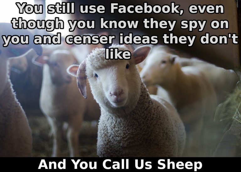 sheep.jpeg